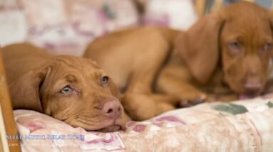 Dog Lullaby | Pet Therapy, Calm Their Nerves, Relaxing Music For Calming Dogs, Paw Friends, Soothes