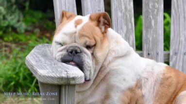 Sleep Music For Dogs | Dog Lullaby, Get To Sleep, Calming Music For Dogs, Desensitisation Music