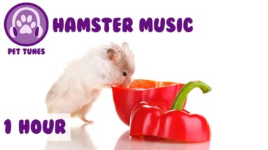 1 Hour of Music for your Hamster - Keep your Hamster calm and relaxed this winter!!
