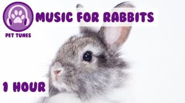 1 Hour of Rabbit Relaxation Music for Your Bunny