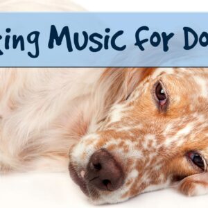 1 HOUR of Relaxing Music for Dogs, Music for Dogs and Fireworks