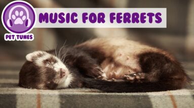 1 Hour of Relaxing Music for your Ferret! Unique Music to Keep him Calm!