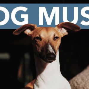 10 HOURS Of Relaxing ASMR Music for Dogs! Soothe Your Dog to Sleep! [NEW]
