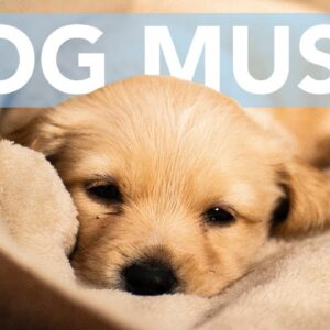 12 HOURS of Calming Music for Dogs! Soothe Anxiety!