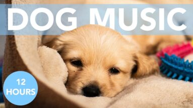 12 HOURS of Calming Music for Dogs! Soothe Anxiety!