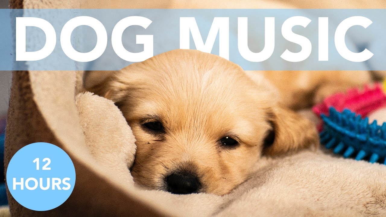 12-hours-of-calming-music-for-dogs-soothe-anxiety