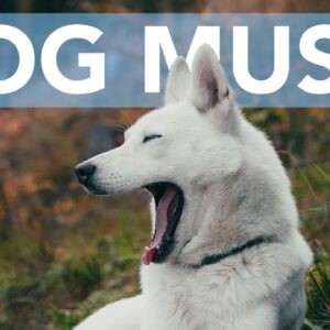 12 HOURS OF RELAXING DOG MUSIC! Great for Anxiety, Crate Training