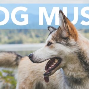 7 Hours of relaxing Music for Dogs! Help Your Dog Sleep FAST!