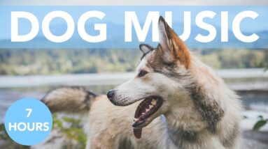 7 Hours of relaxing Music for Dogs! Help Your Dog Sleep FAST!