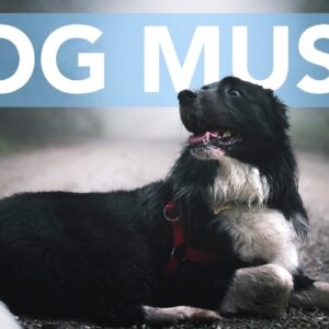7 HOURS of Thunderstorm Music for Anxious Dogs!