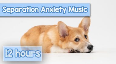 ASMR DOG MUSIC! Music to Relax Your Dog from Separation Anxiety!