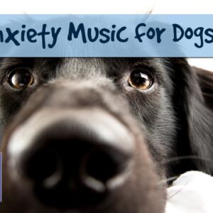 Anti Anxiety Music for Nervous or Stressed Dogs or Puppies, Help with Separation Anxiety