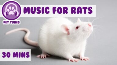 Music for Rats, Calm Your Rats, How To Make Rats Sleep, How to Calm Down Rats
