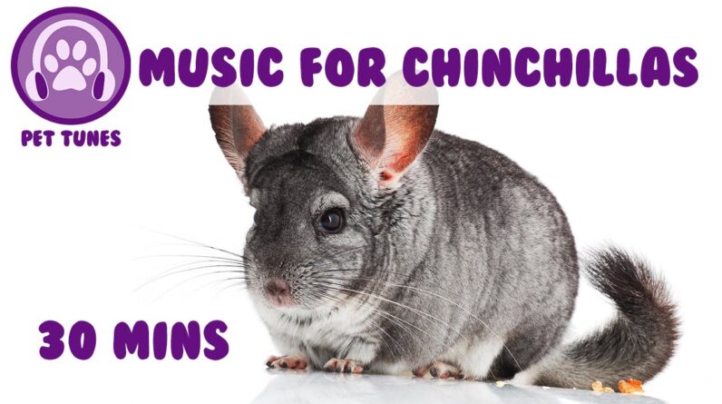 Music for Your Chinchillas! Chinchilla Music, Relaxing Music for Chinchillas