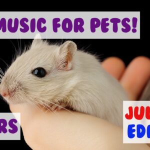 JULY 4TH Playlist! Soothing Music to Calm Pets Scared of Fireworks! Hamsters, Guinea Pigs, Rabbits🎆