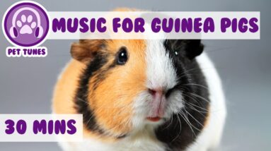 Calming and Relaxing Music for Your Guinea Pig!