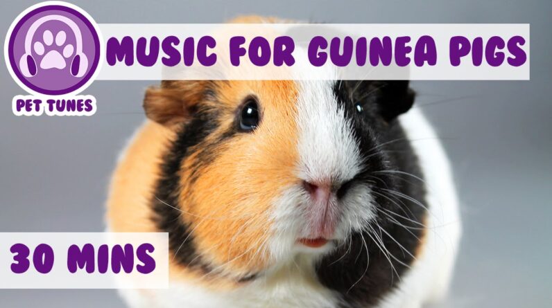 Calming and Relaxing Music for Your Guinea Pig!
