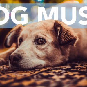 CHRISTMAS DOG MUSIC! Angels We Have Heard on High Classic for Dogs!