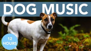 DOG MUSIC! Soothing Songs Guaranteed to Help Your Dog Sleep!