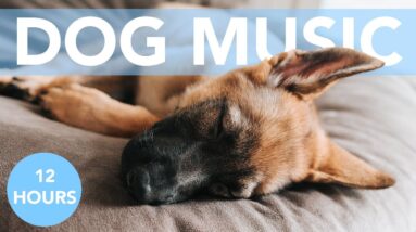 Dog Relaxation Therapy Music | Songs to Relax Your Dog! 💤