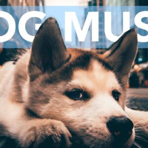 DOG SLEEP MUSIC! Relaxing Melodies to Help Your Dogs Sleep!