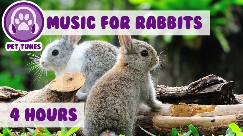 4 Hours of Relaxing Music for Rabbits - Calm Down Your Bunny with Soothing Pet Music!