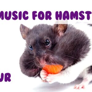 Music for Hamsters! Relax Your Hamster and Help Your Hamster Sleep with Soothing Music