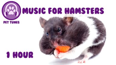 Music for Hamsters! Relax Your Hamster and Help Your Hamster Sleep with Soothing Music