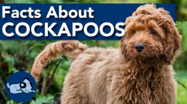 Facts About Cockapoos!