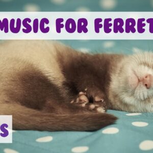 Music for Ferrets! Relaxing and Soothing Music for Ferrets, Help Your Ferret Sleep!