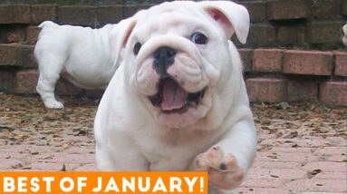 Funniest Pet Reactions & Bloopers of January 2018 | Funny Pet Videos