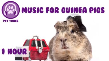 1 Hour of Calming Relaxation Music for Guinea Pigs! Guinea Pig Music to Relax Your Pets