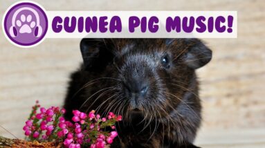 Guinea Pig Music! Music to Relax and Calm Guinea Pigs!