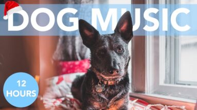 HAPPY CHRISTMAS DOG MUSIC! Calming Tunes to Chill Your Dog!