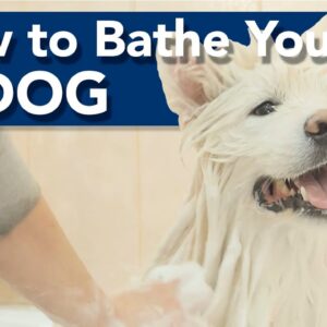 How to Bathe a Dog Properly!