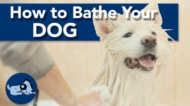 How to Bathe a Dog Properly!