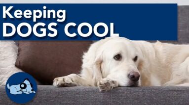How to Keep Your Dog Cool!