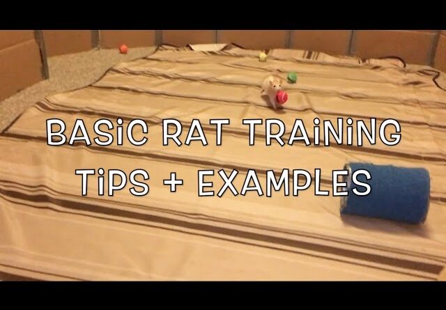 How To Start Training Your Rats!