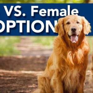 Male vs. Female Dog Adoption!