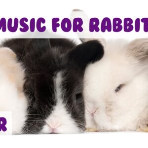 Music for Bunny Rabbits - Calming Music for Your Pet Rabbit.