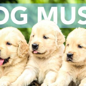 Music for Dogs: 7 HOURS of Relaxing Music for Your Dog!