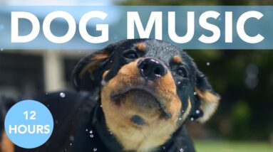 Music for Dogs! Sweet Relaxing Lullabies for Dogs & Puppies!
