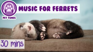 Music for Ferrets! Music to Relax Ferrets, 30 minutes of Ferret Music