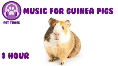 Music for Guinea Pigs - Relaxing Music for Guinea Pigs!