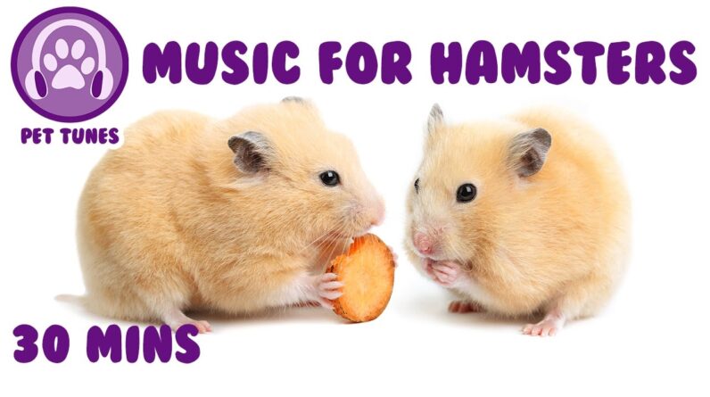 Music for Hamsters! Calm Down Your Hamster with Relaxing Music!