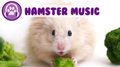 Music for Hamsters! How to Keep my Hamster Calm?