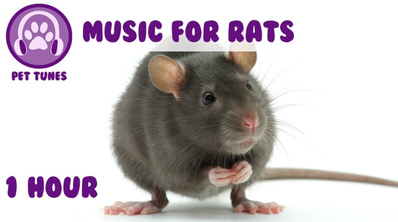 Music for rats - Relaxing music to help your rat calm down and sleep