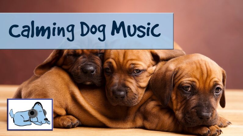 Calm Your Dog Down with Music. During Fireworks, Relax your Stressed Dog. Improves Anxiety