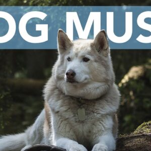 NEW! The ULTIMATE Relaxing Music for Dogs! Calm Your Dog!
