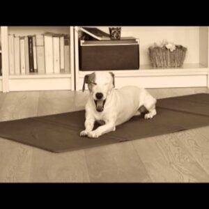 Pet Sleeping Music Therapy: Lullaby for Dogs and Cats